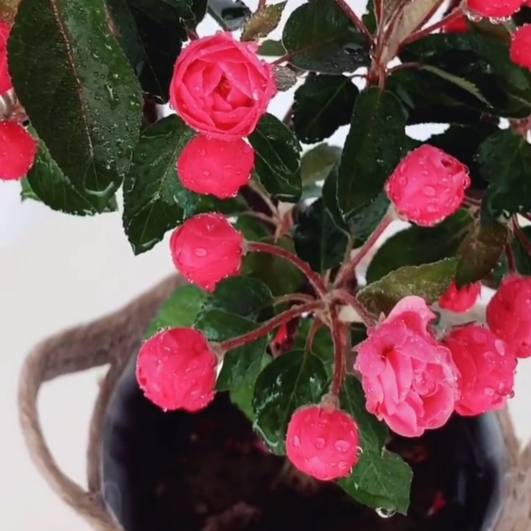 白蘭地海棠 白蘭地海棠