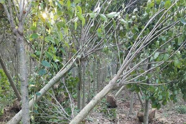 矮桿暴馬丁香 矮桿暴馬丁香