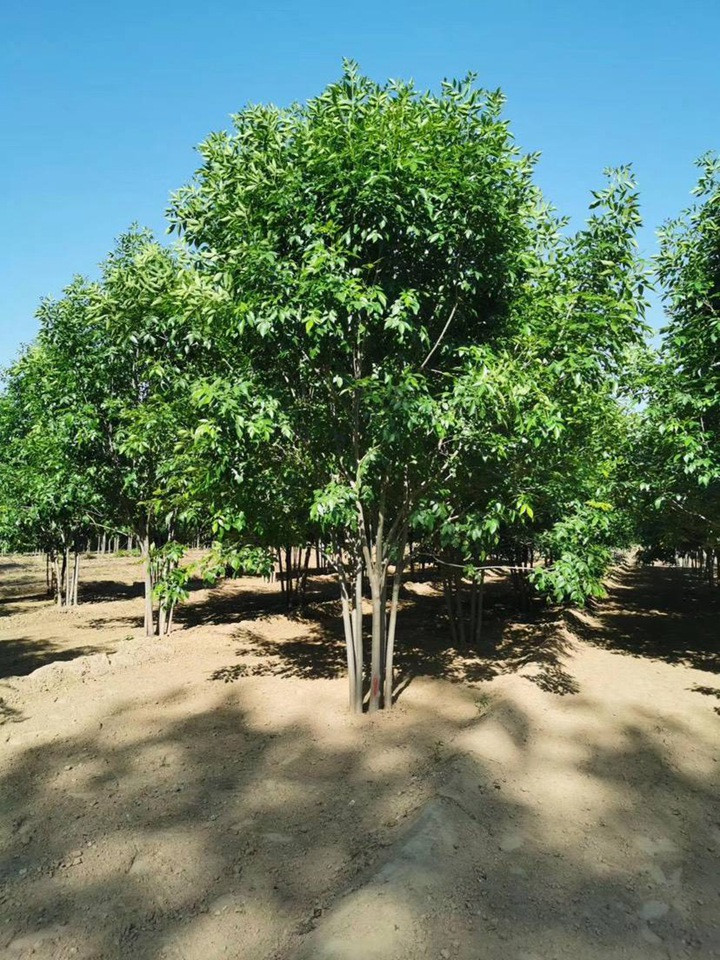 叢生國槐 叢生國槐