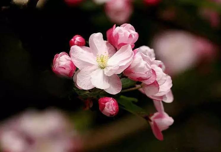 八棱海棠的果實能不能吃,八棱海棠的果實能吃嗎？