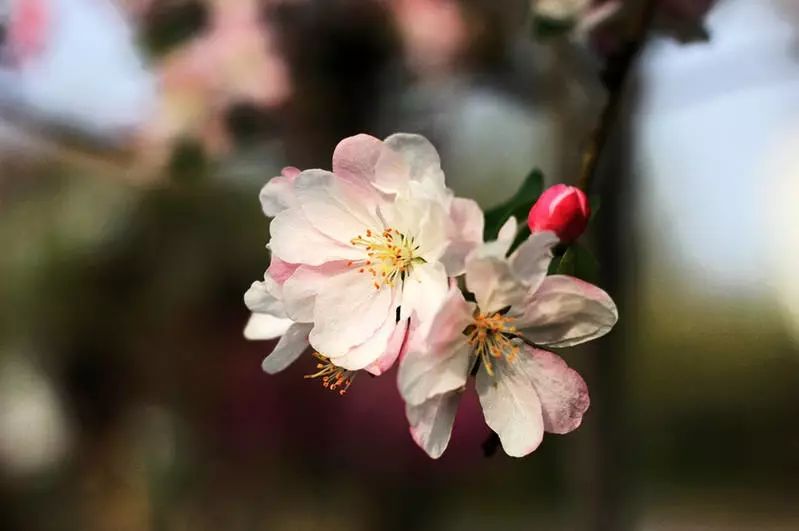 八棱海棠的果實能不能吃,八棱海棠的果實能吃嗎？