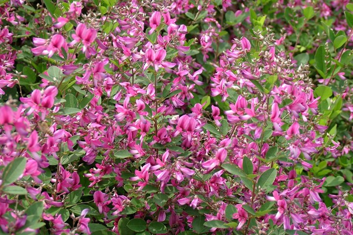 多花胡枝子 多花胡枝子