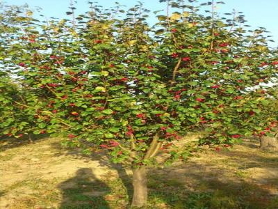 八棱海棠花期多久，幾月份開花