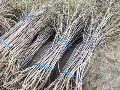 黃櫨小苗什么時候移栽好,黃櫨小苗最佳移栽時間