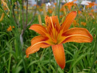 常綠萱草和大花萱草的區別,大花萱草和萱草的區別