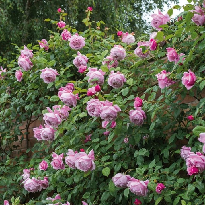 自由精神Spirit of Freedom 自由精神Spirit of Freedom