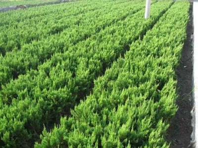 小龍柏盆景放家里好不好，小龍柏盆景可以在室內嗎