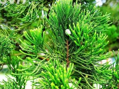 龍柏樹苗哪里有賣,龍柏苗多少錢一棵