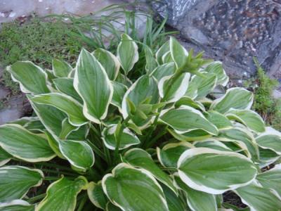 玉簪冬天葉子發黃,玉簪花冬天也能綠嗎