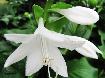 白玉簪花的養(yǎng)殖方法和注意事項(xiàng)(2022年新版)