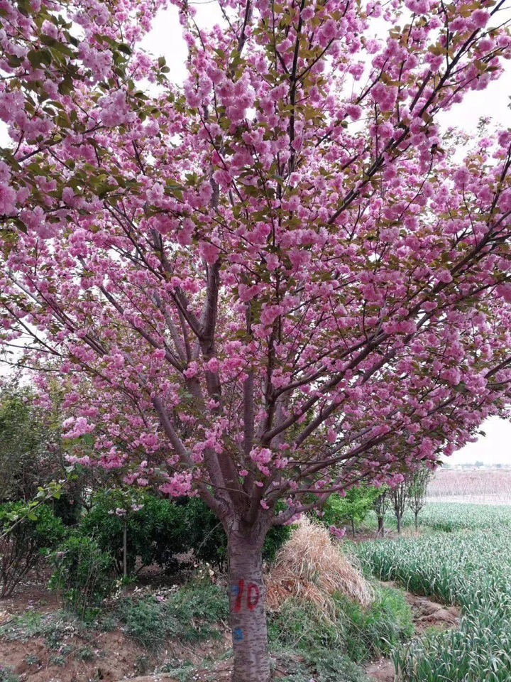 櫻花樹 櫻花樹