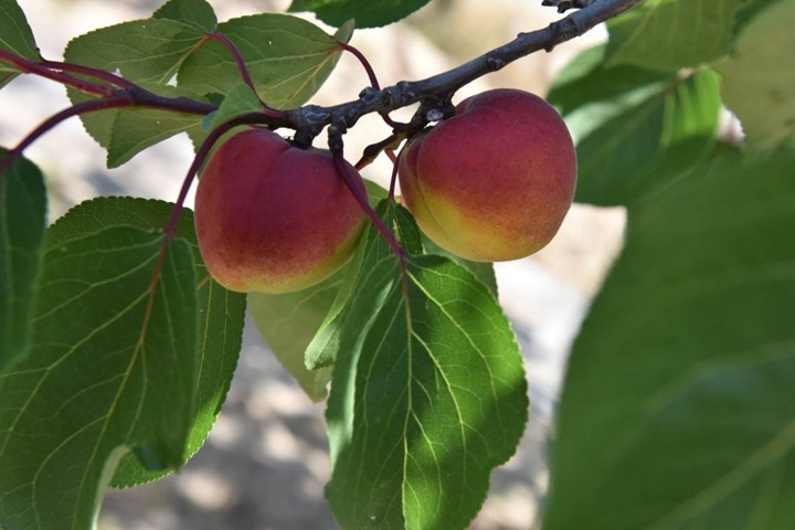 紅梅樹結果嗎,紅梅樹果實可以吃嗎 紅梅樹結果嗎,紅梅樹果實可以吃嗎