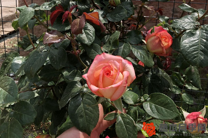 地被月季 地被月季