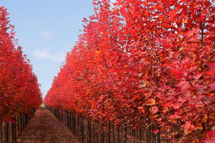 紅點紅楓 紅點紅楓