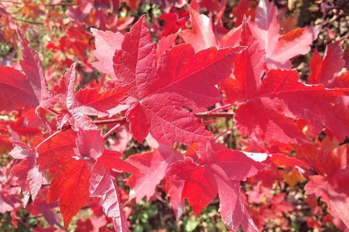 紅點紅楓 紅點紅楓