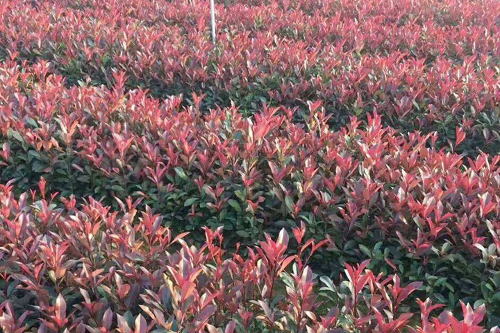 紅葉石楠 紅葉石楠