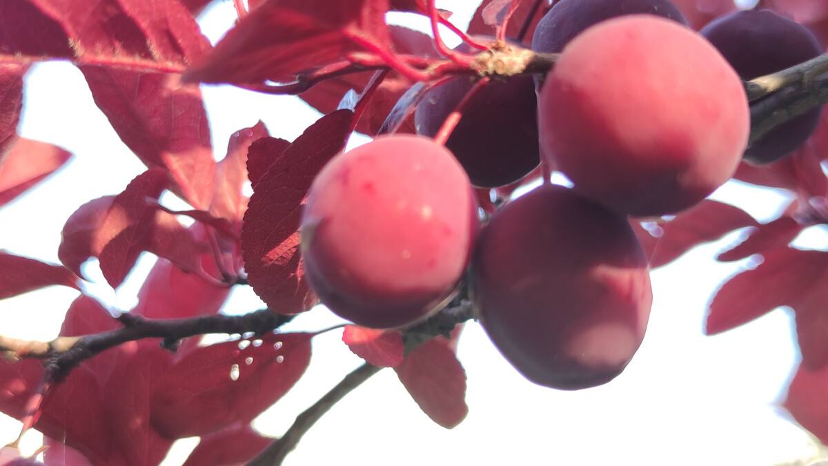 1664003496485421.jpeg 77df8a529c4136fba3ae2182be18ee7e.jpeg