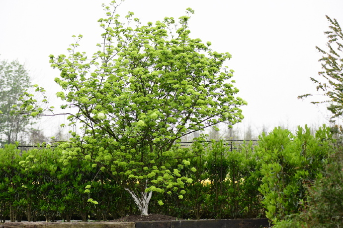 中華木繡球 中華木繡球