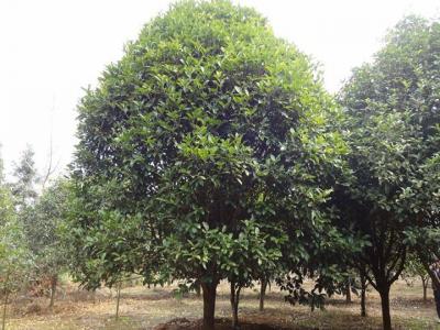 二十公分桂花樹市場參考價格是多少?