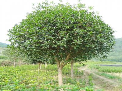 桂花樹用什么肥料最好?