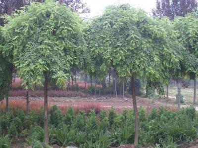 龍爪槐在院子里好嗎