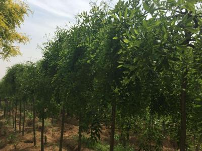 門前栽龍爪槐風水