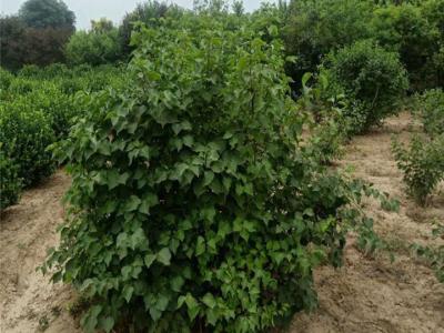 丁香樹怎么修剪養護