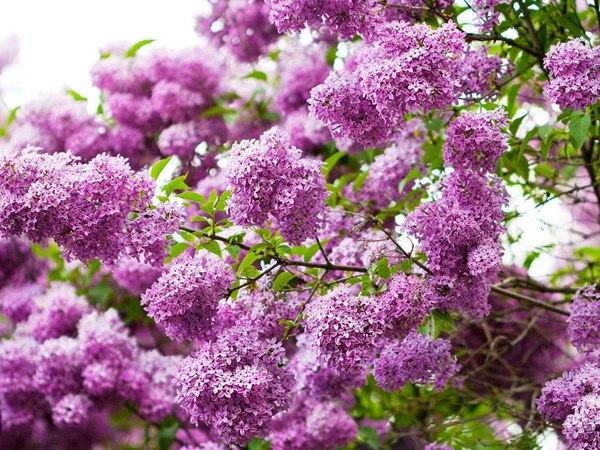 1686315371116936.jpg 0bdcbd9b2e592afc10d58ce5c1c64084_26cea8e38b89fc8a1adcd850a471ef59.jpg