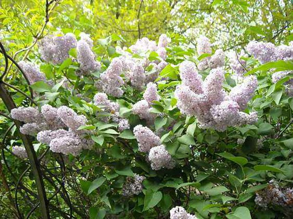 1686315395778858.jpg 2ca592efd75a72c010a5264a17d778c8_5226f80d889f989bb4953064c5400ef1.jpg