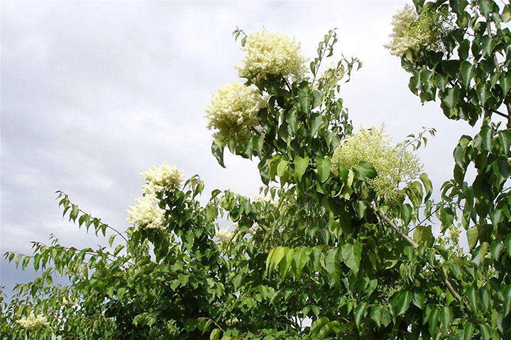 1686315838825356.jpg 7a0dab007c54e648240bb194aa482544_1686315033963201.jpg