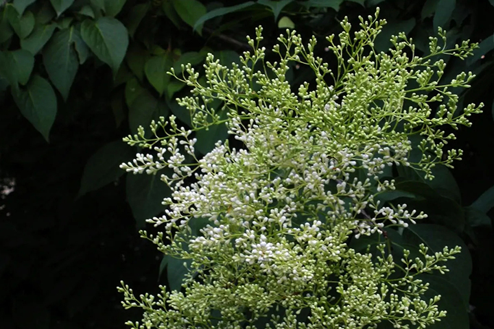 1686315926812645.jpg 9ae7ba0dc61856417f92fd8e0b1b4e11_1686315075634816.jpg