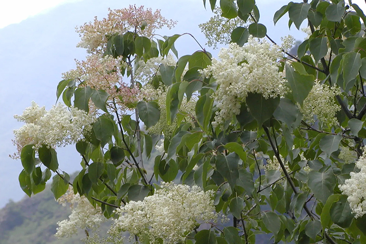 1686315940222809.jpg 46490f79a5167e3aaa665e450780afd4_1686315047399889.jpg