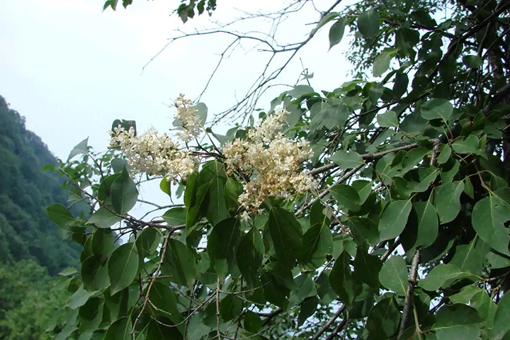 1686315956787177.jpg 7489fd9d2c174634ee0bbfc1588cd1a0_1686315119339433.jpg