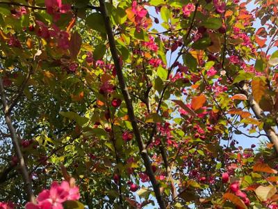 北美海棠與絢麗海棠的區別