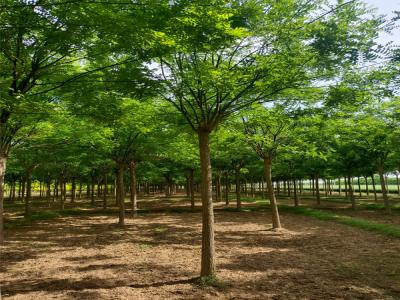 園林綠化新風(fēng)尚：國槐樹的魅力與栽培技巧