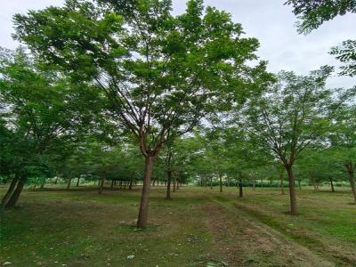 國槐樹種植：生態(tài)與經(jīng)濟效益的雙贏選擇