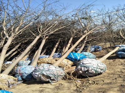 園林綠化升級：國槐樹移栽技術(shù)與實踐案例