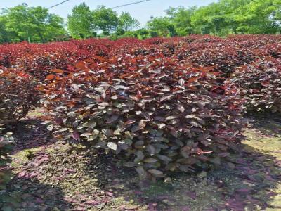 紅葉李球移栽成活率提升秘籍(淶源免費(fèi)苗木報(bào)價(jià))