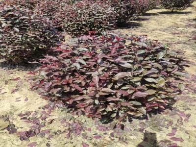 紅葉李球與小區(qū)綠化風(fēng)格的和諧融合(欒城免費(fèi)苗木報(bào)價(jià))