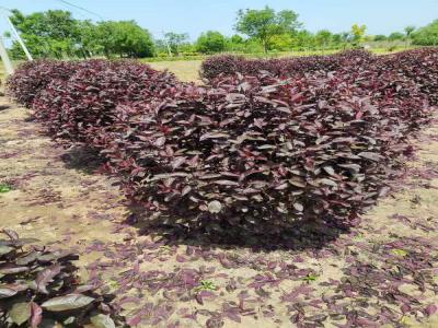 紅葉李球移栽后養(yǎng)護(hù)預(yù)防指南(望都免費(fèi)苗木報(bào)價(jià))