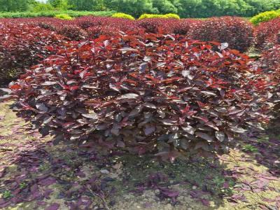 紅葉李球在生長(zhǎng)過(guò)程中有哪些常見的病蟲害(雄縣免費(fèi)苗木報(bào)價(jià))