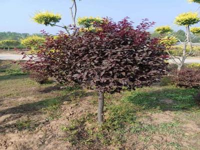 紅葉李球移栽技巧與養(yǎng)護(hù)策略(安新免費(fèi)苗木報(bào)價(jià))