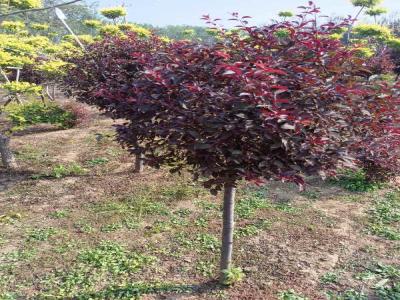 紅葉李球：小區(qū)造景綠化的優(yōu)選樹種(井陘免費(fèi)苗木報(bào)價(jià))