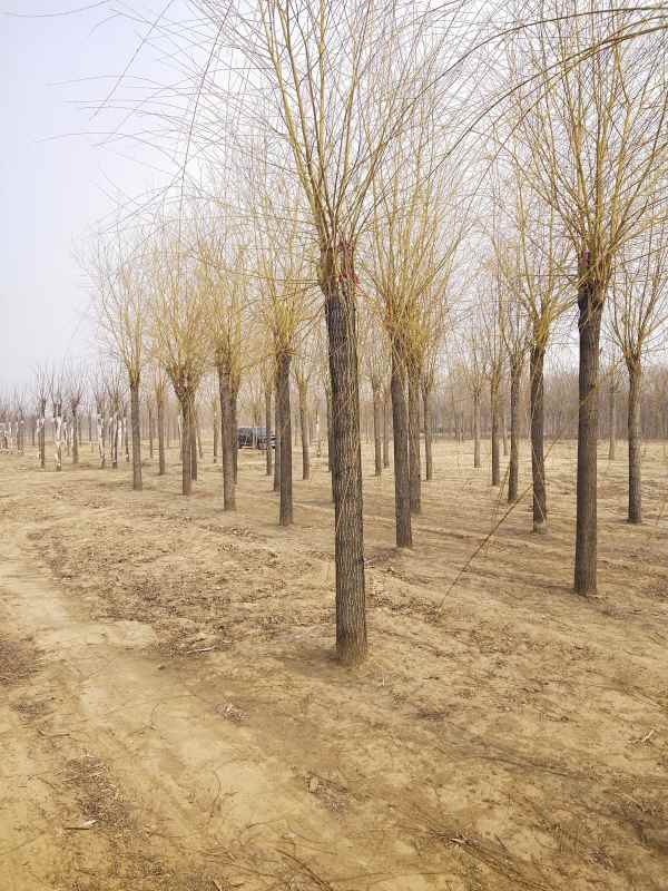 1733125017517920.jpg IMG_20210309_121441.jpg