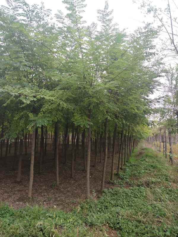 1733554010903984.jpg IMG_20210925_143637.jpg