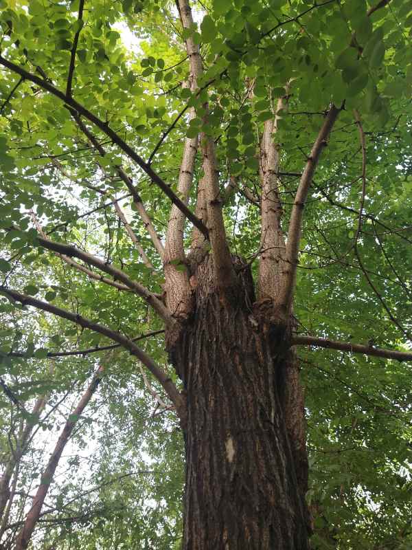 1733554150248663.jpg IMG_20210909_173350.jpg