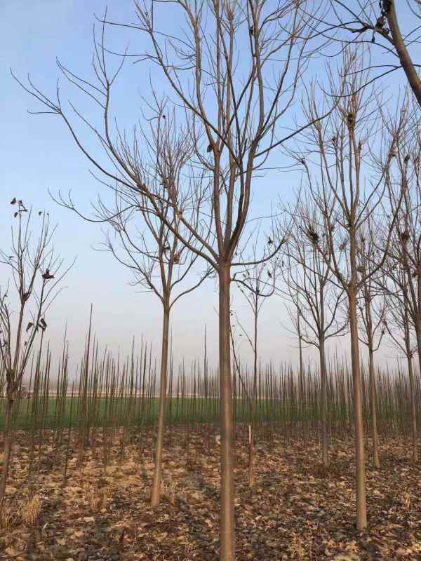 1733641439479026.jpg mmexport1577166127527.jpg