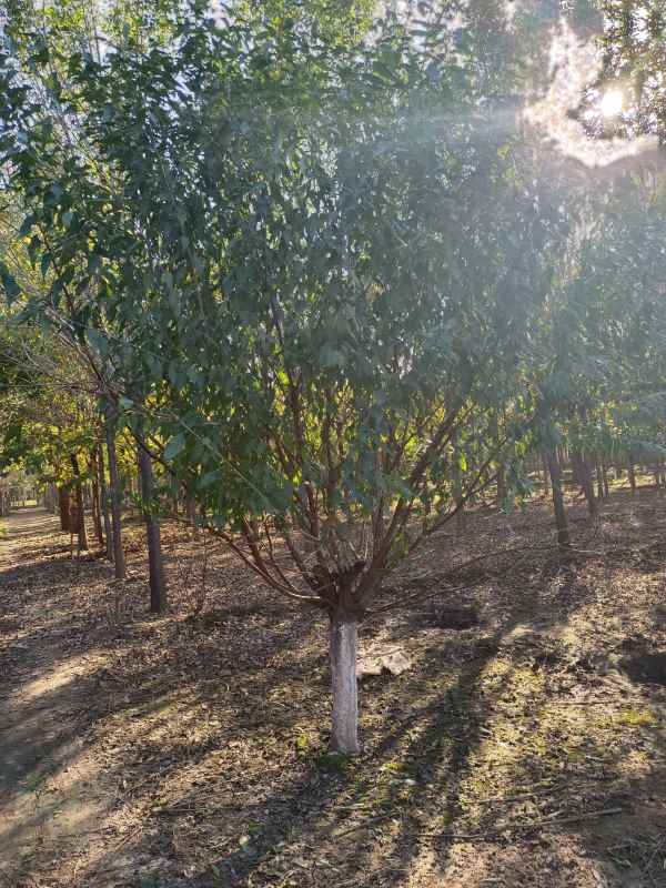 1733808227182967.jpg IMG_20211016_151101.jpg