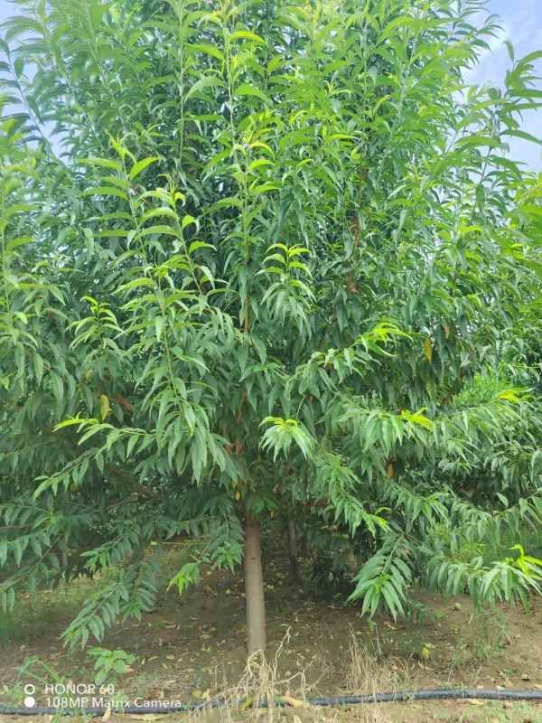 1733808304157648.jpg mmexport1693999929583.jpg