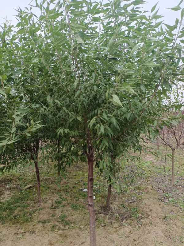 1733808366494189.jpg IMG_20211018_130413.jpg